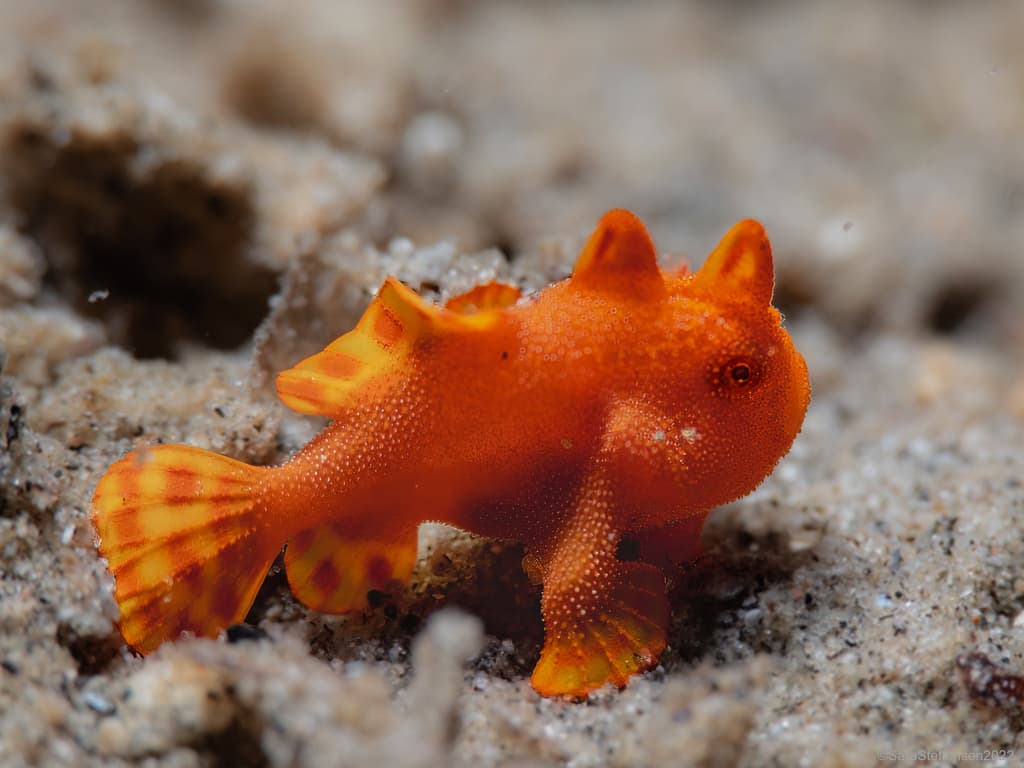Painted Frogfish camouflaged among coral and sponges