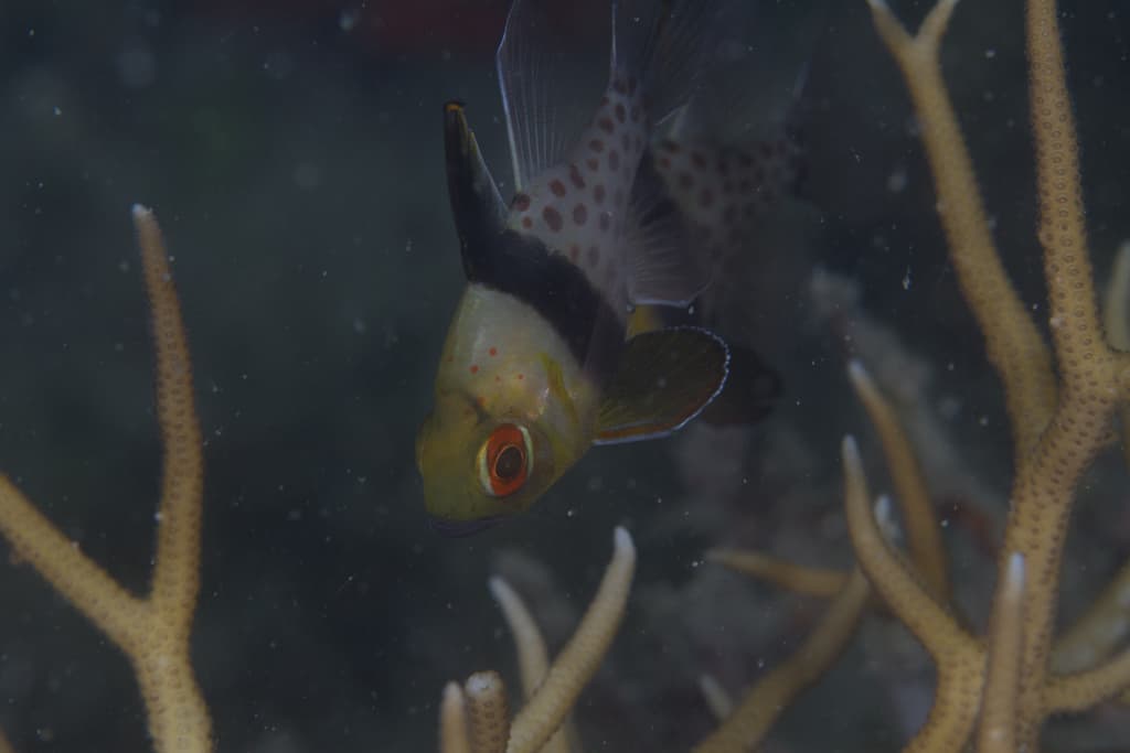 Pajama Cardinalfish displaying distinctive polka dot pattern and black midsection bar