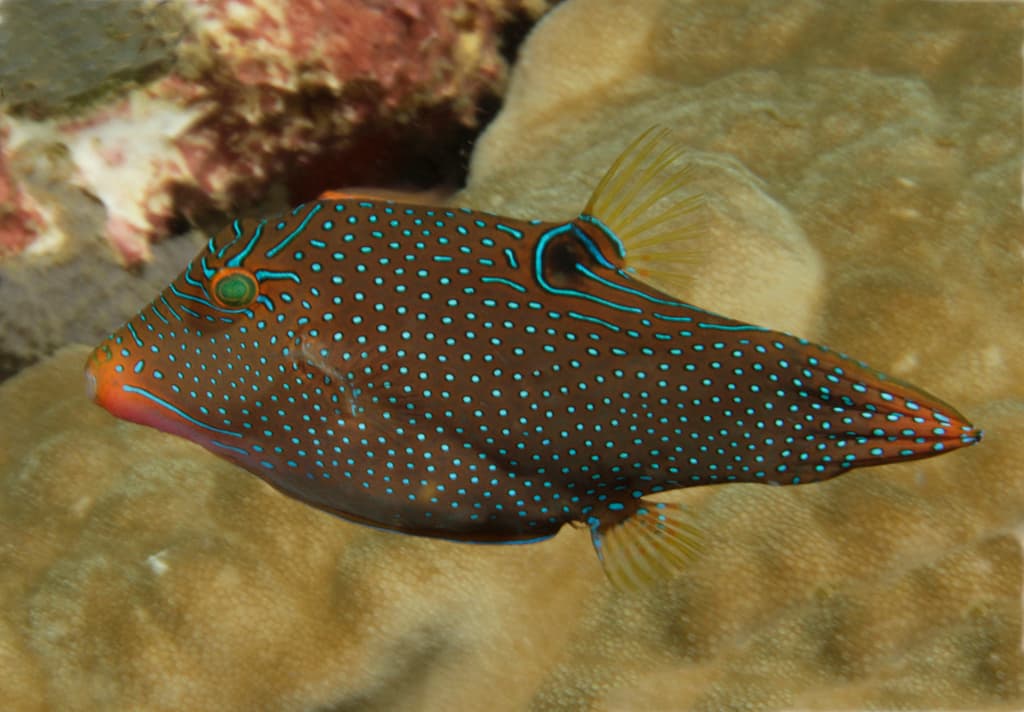 Papuan Toby in a marine aquarium