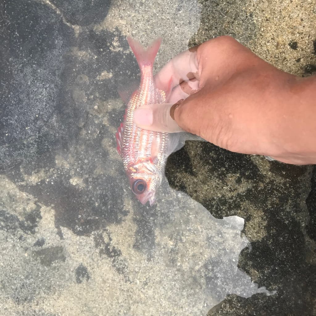 Peppered Squirrelfish in a marine aquarium