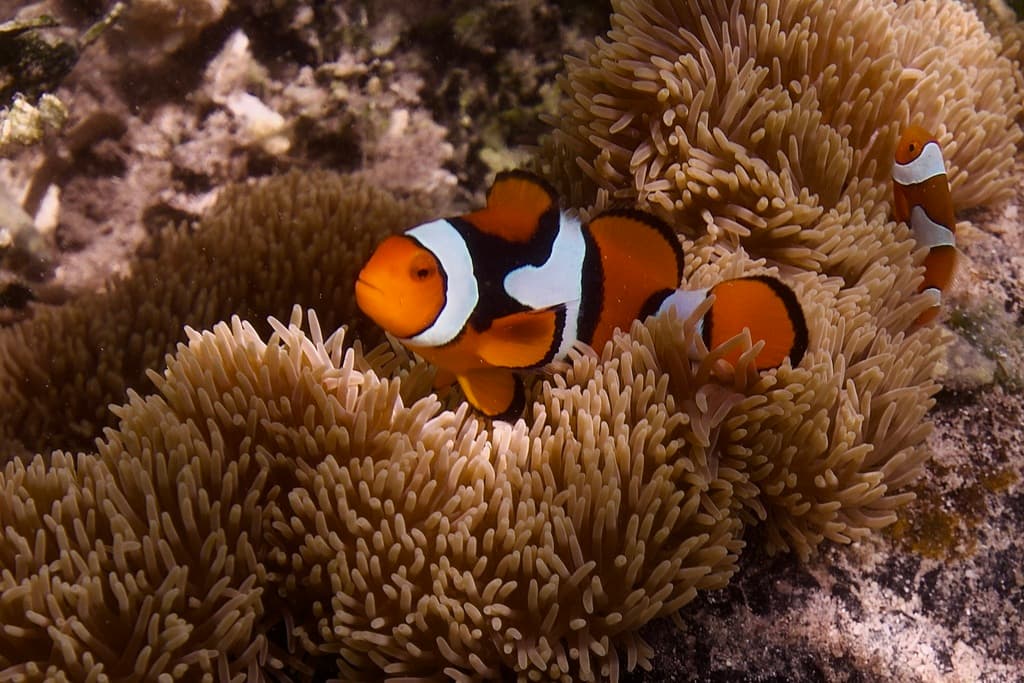 True Percula Clownfish