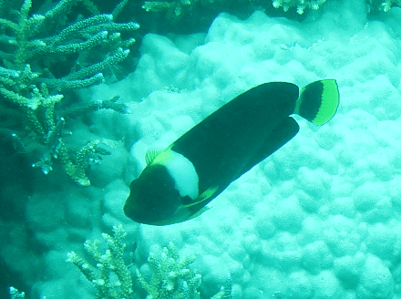 Personifer Angel in a marine aquarium