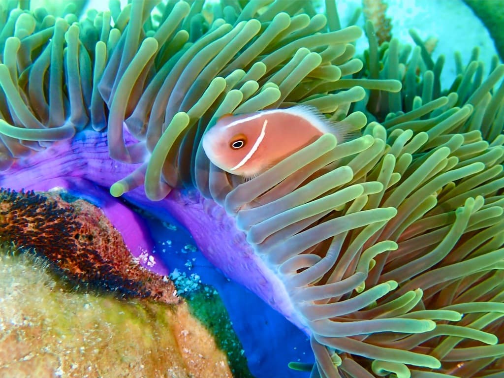Pink Skunk Clownfish in a marine aquarium