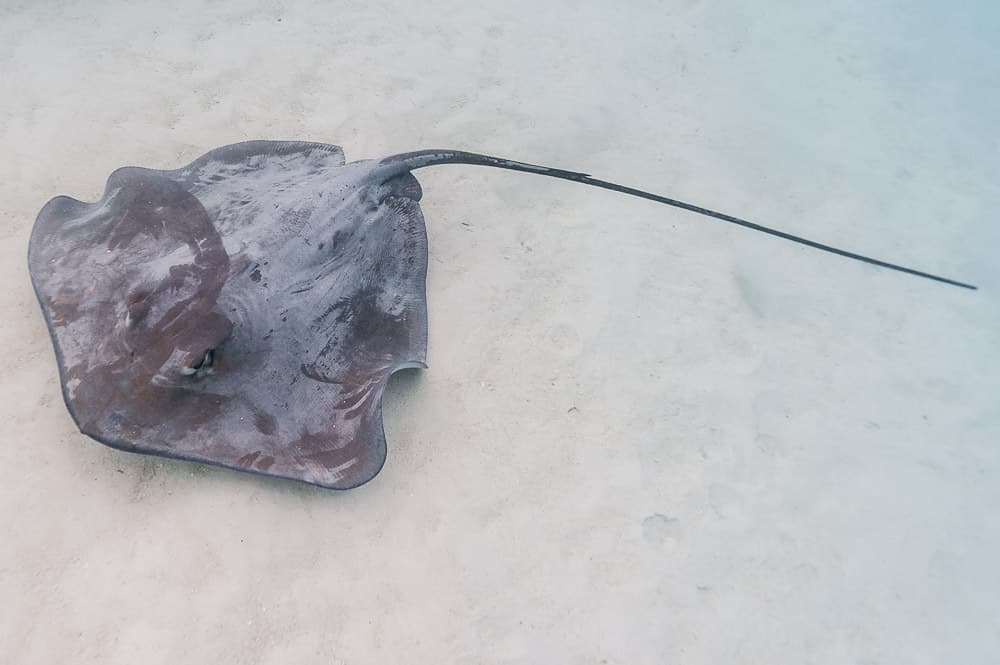 Pink Whipray in a marine aquarium