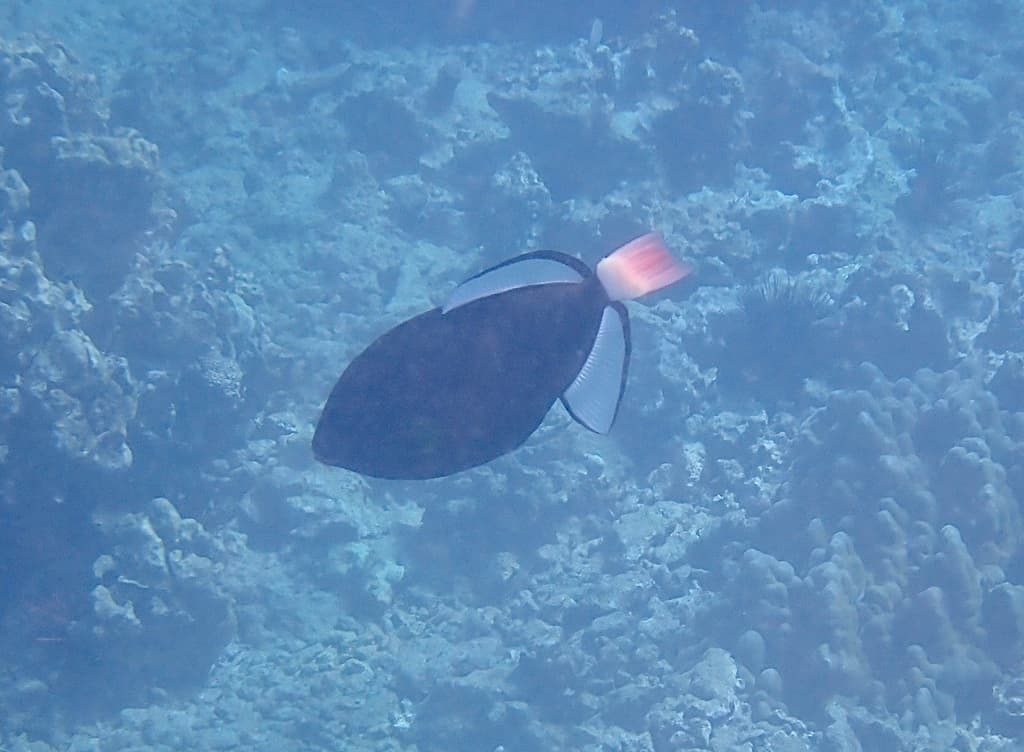 Pinktail Triggerfish