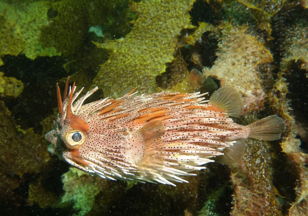 Porcupine Puffer in a marine aquarium