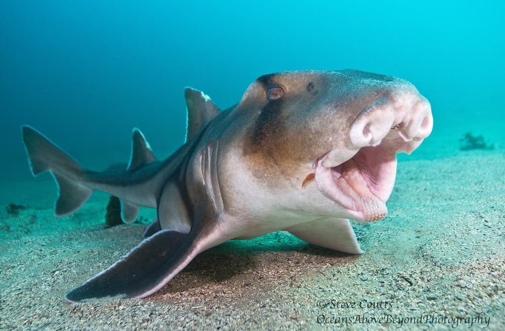 Port Jackson Shark showing distinctive harness-like markings in a marine aquarium