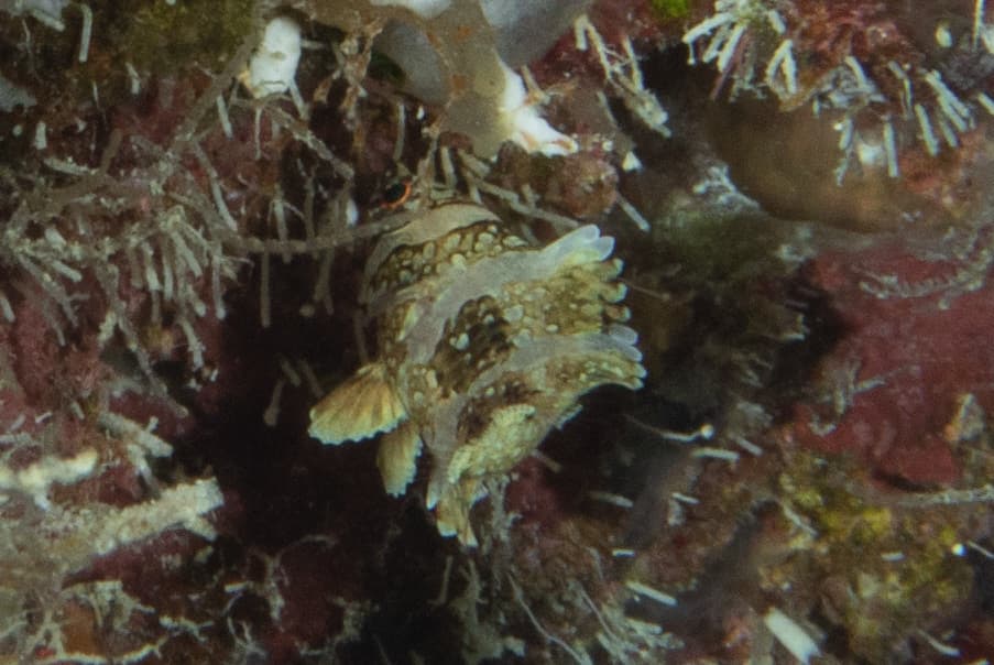 Possum Wrasse in a marine aquarium