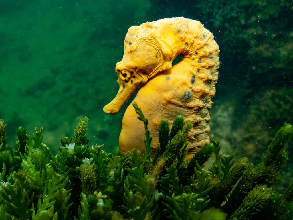 Pot Belly Seahorse in a marine aquarium