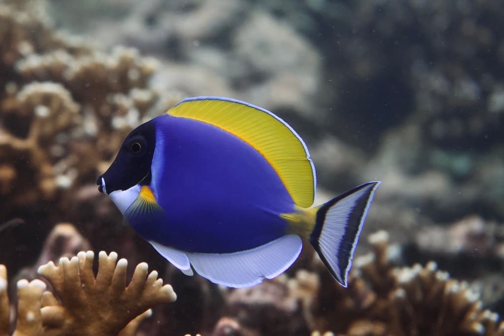 Powder Blue Tang displaying stunning blue body and yellow dorsal fin