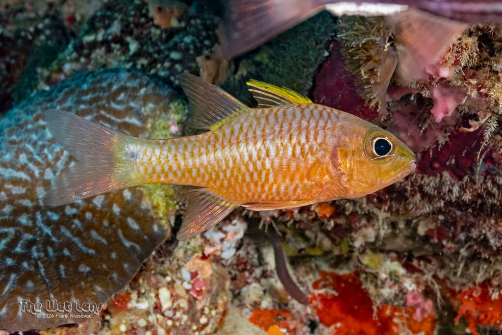 Iridescent Cardinalfish in a marine aquarium