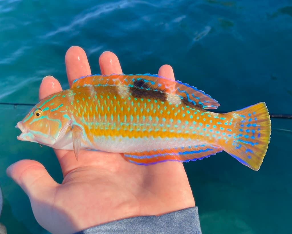 Pudding Wife Wrasse displaying blue and yellow coloration