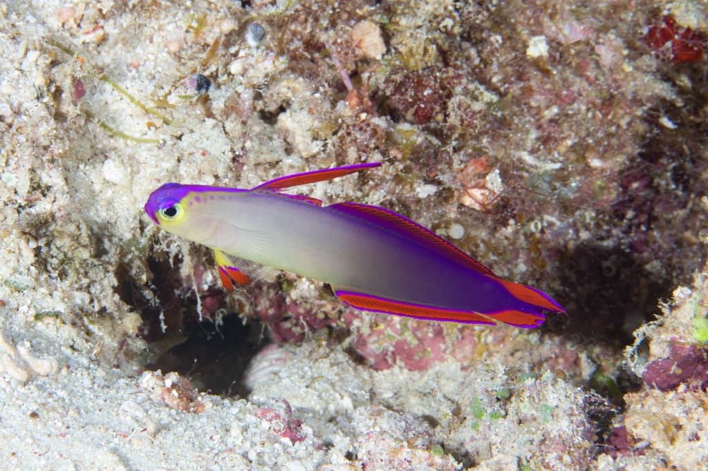 Purple Firefish