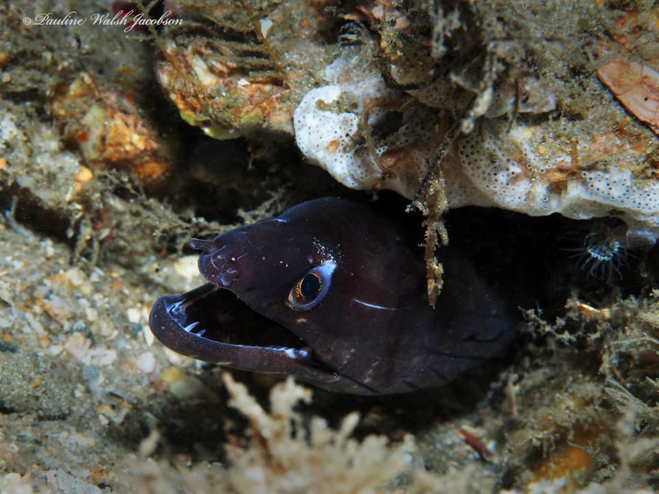 Purplemouth Moray Eel displaying distinctive purple mouth coloration in reef crevice