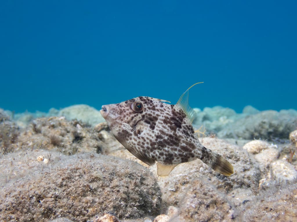Pygmy Filefish in a marine aquarium