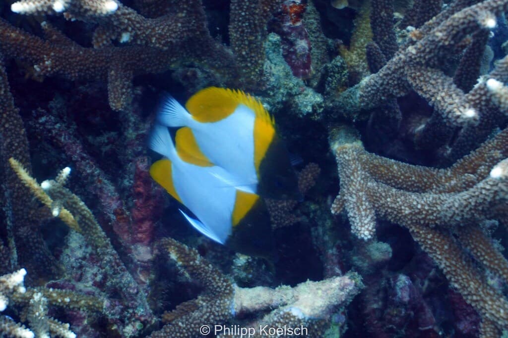 Pyramid Butterflyfish in a marine aquarium