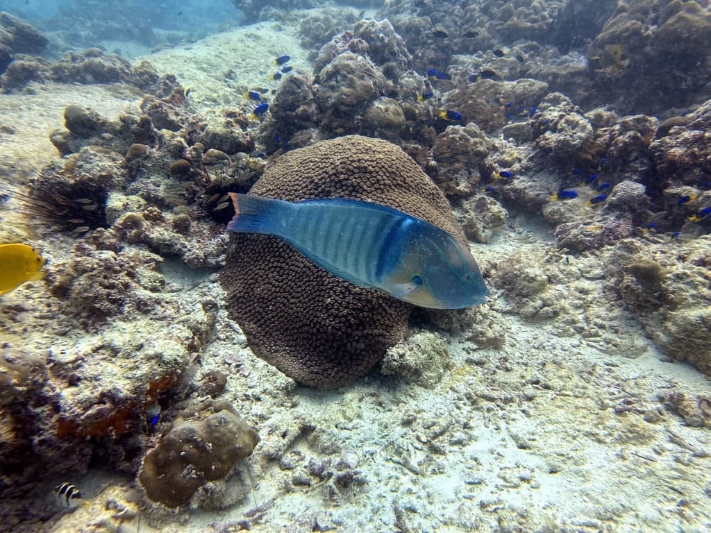 Queen Coris Wrasse displaying vibrant coloration