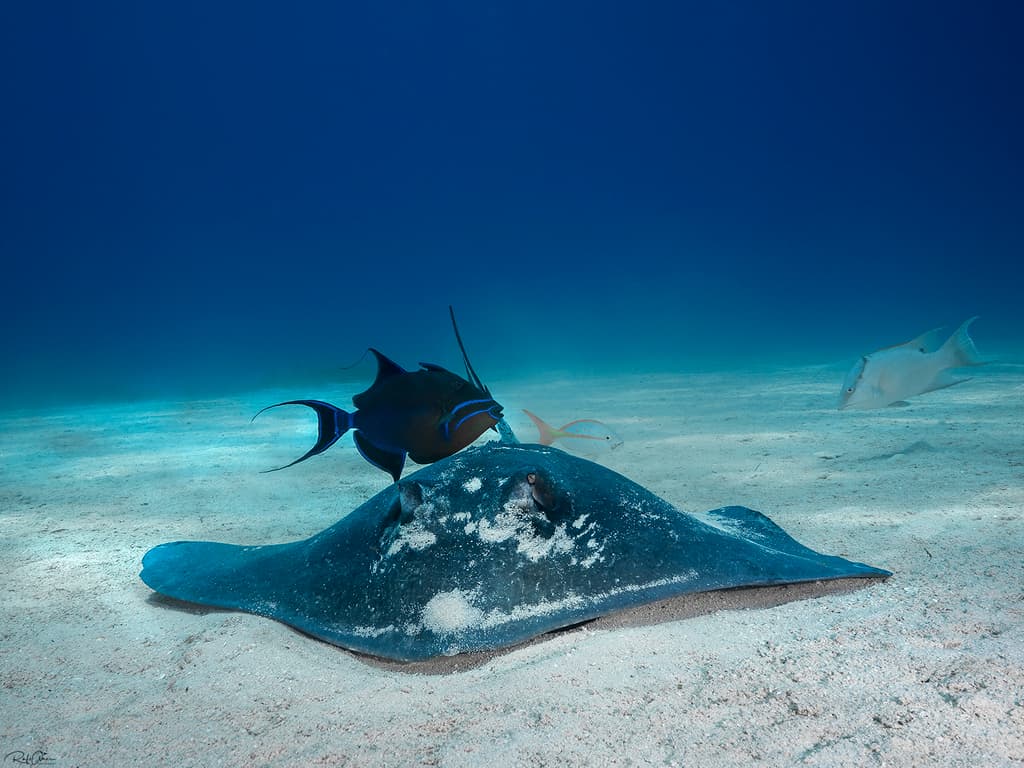 Queen Triggerfish in a marine aquarium