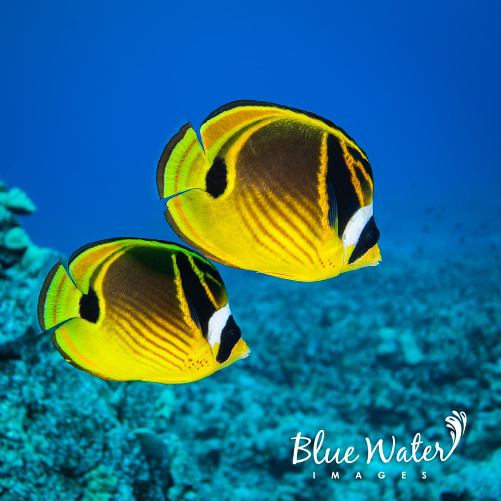 Raccoon Butterflyfish in a marine aquarium