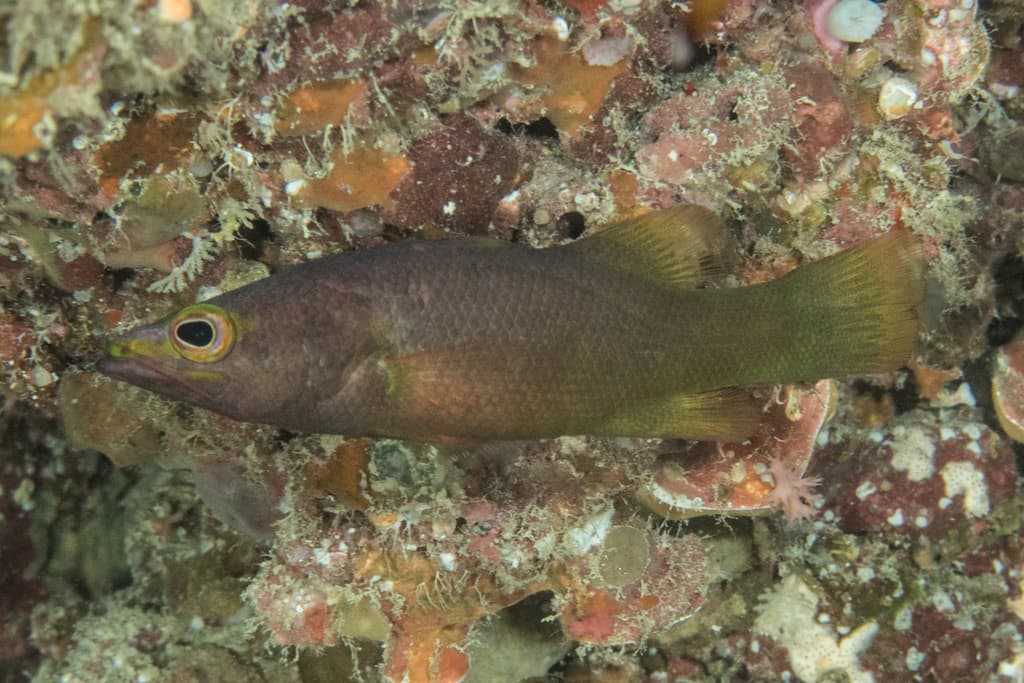 Rainford's Basslet in a marine aquarium