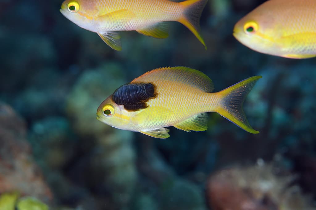 Red Cheek Anthias in a marine aquarium