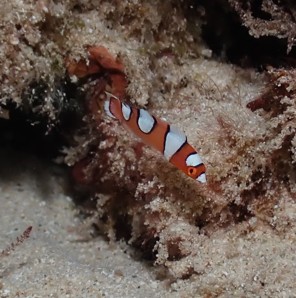 Red Coris Wrasse in a marine aquarium