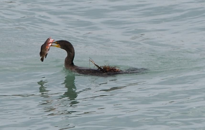 Red Grouper showing reddish-brown coloration with lighter blotches
