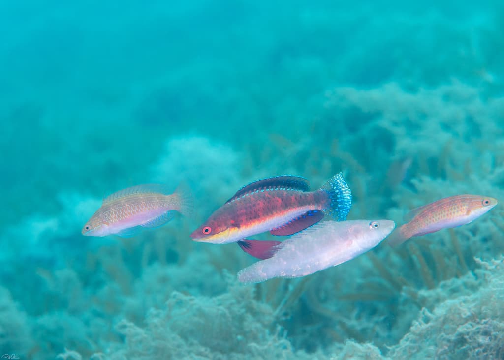 Red Velvet Wrasse in a marine aquarium