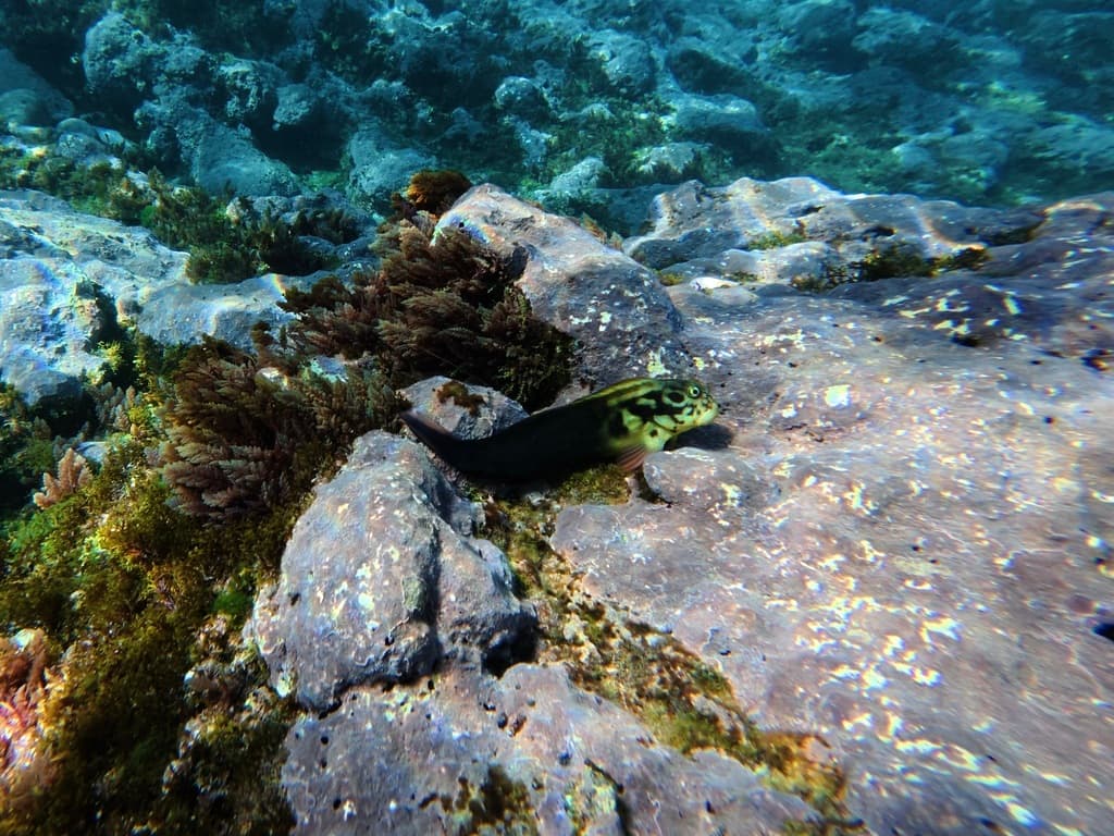 Redlip Blenny showing distinctive red lips