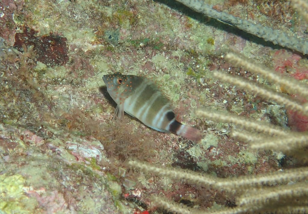Redspotted Hawkfish in a marine aquarium