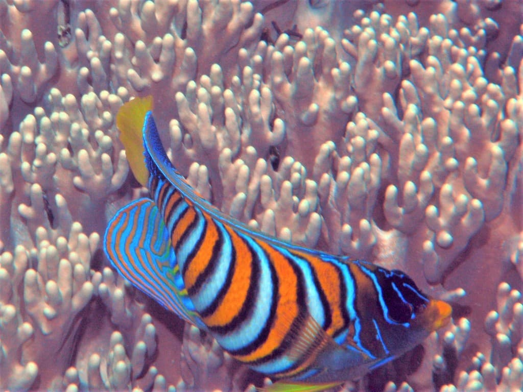 Regal Angelfish in a marine aquarium