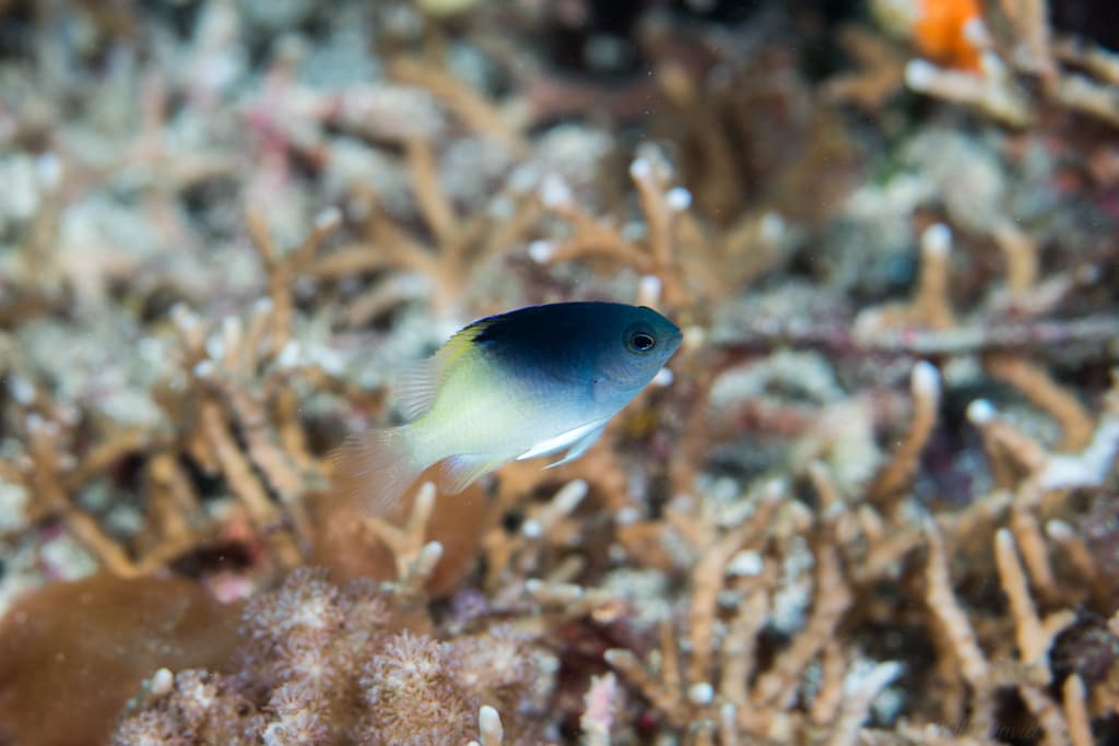 Rolland's Damsel in a marine aquarium