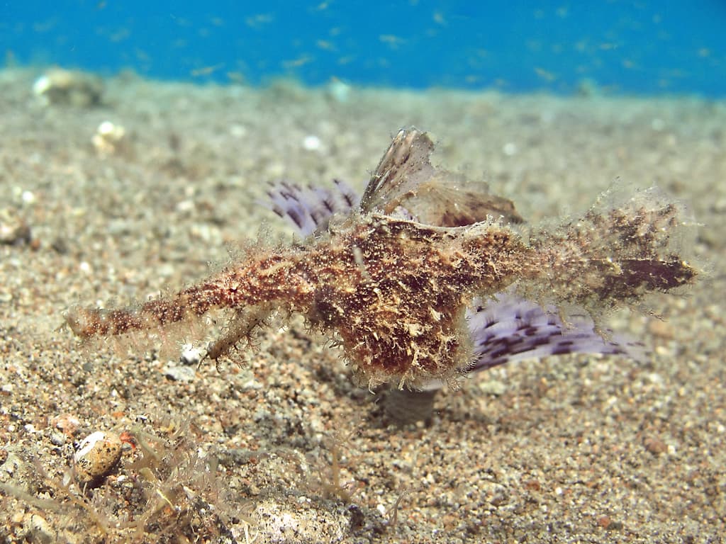Roughsnout Ghost Pipefish in a marine aquarium