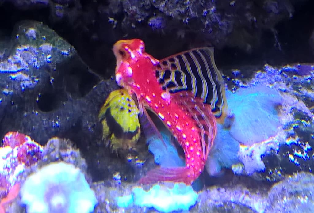 Ruby Red Dragonet in a marine aquarium