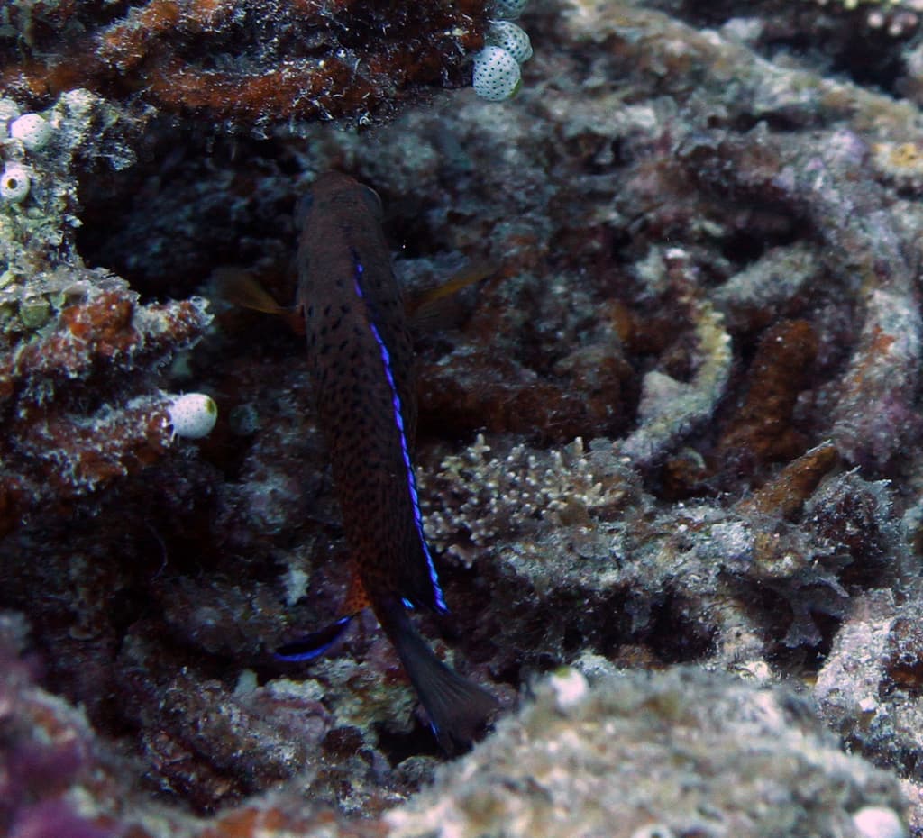 Rusty Angelfish in a marine aquarium