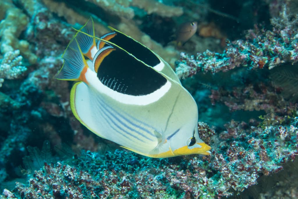 Saddleback Butterflyfish in a marine aquarium