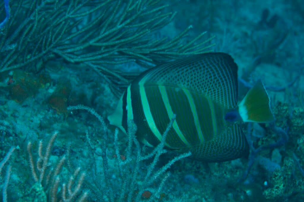 Sailfin Tang