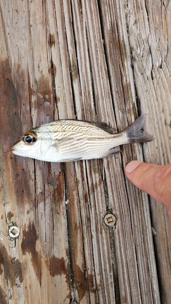 Sailors Choice grunt displaying spotted stripe pattern