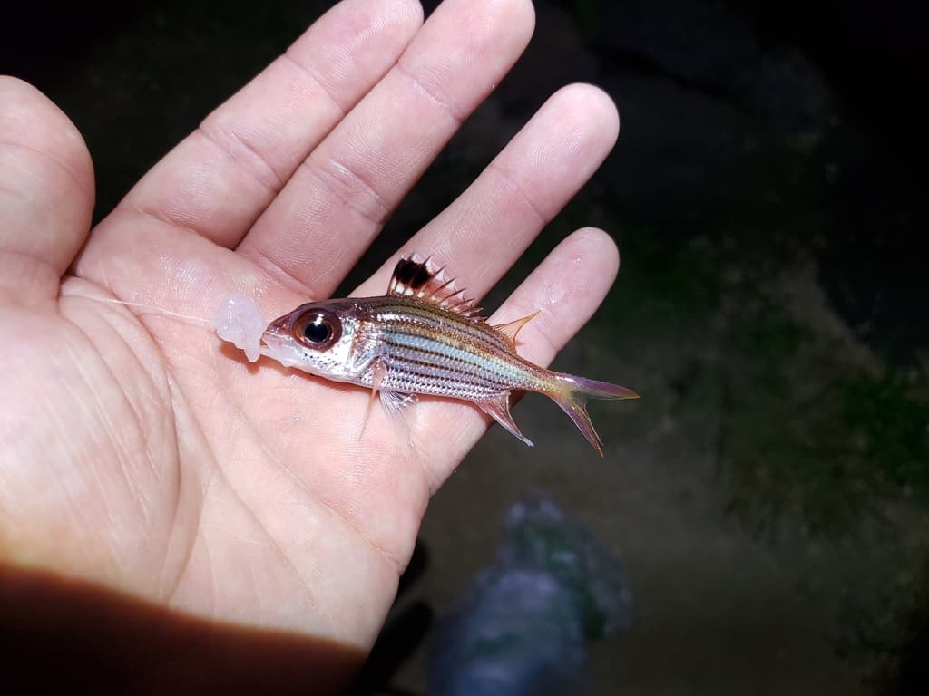Sammara Squirrelfish in a marine aquarium