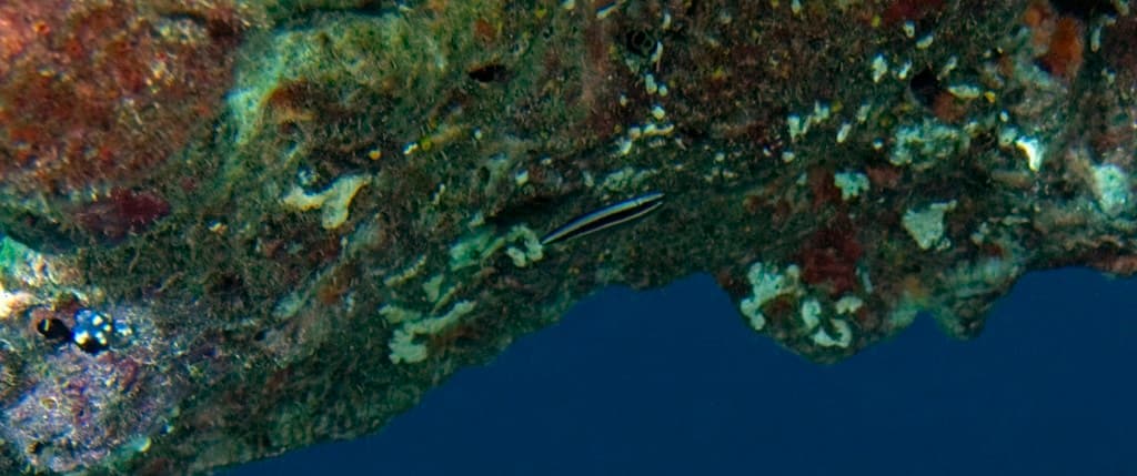 Sankey Dottyback in a marine aquarium