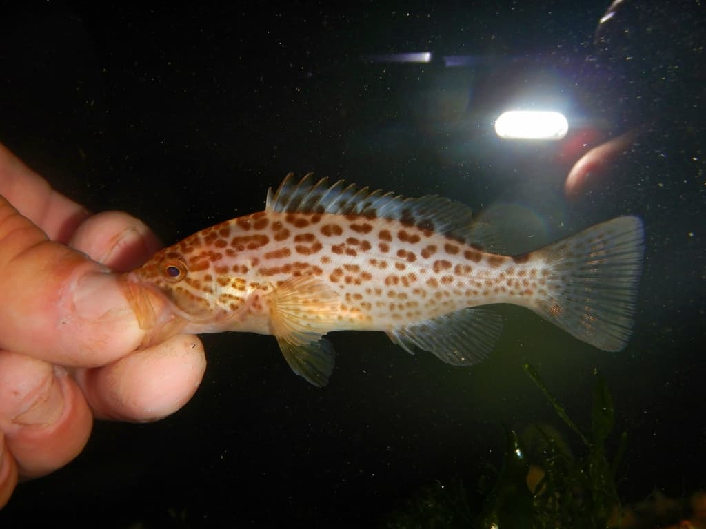 Scamp Grouper showing brownish body with dark spots and blotches