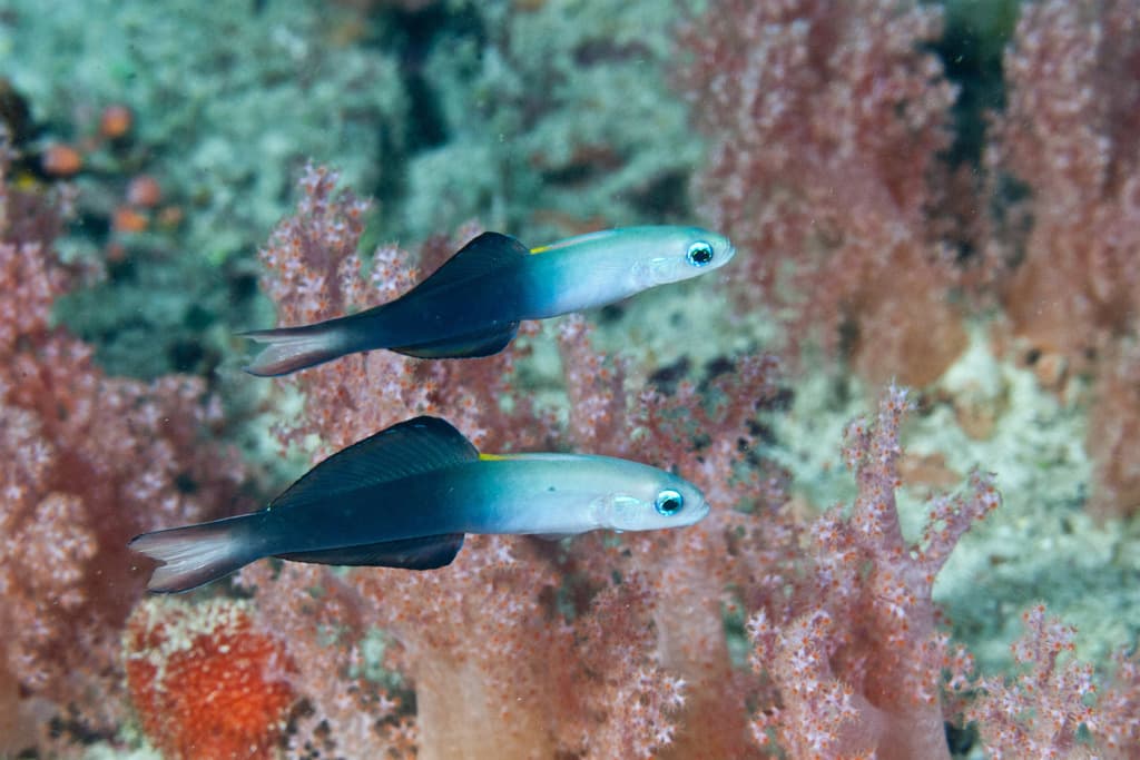 Scissortail Dartfish in a marine aquarium