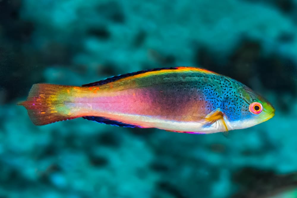Scott's Fairy Wrasse