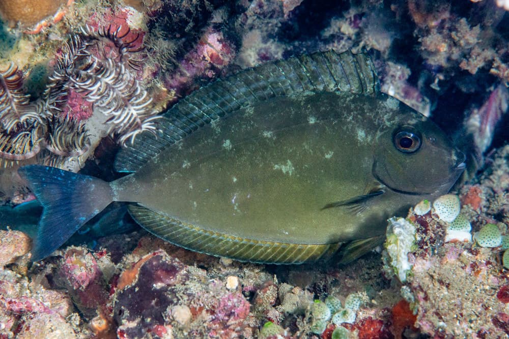 Sleek Unicornfish in a marine aquarium