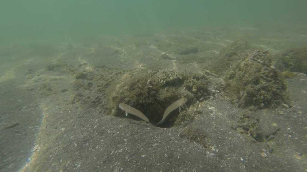 Sleeper Blue Dot Goby in a marine aquarium