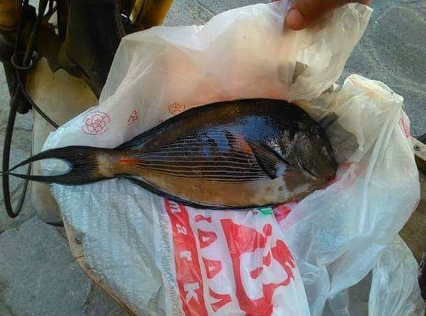 Sohal Tang in a marine aquarium