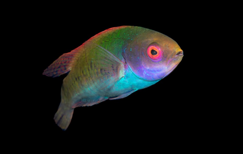 Solar Fairy Wrasse in a marine aquarium