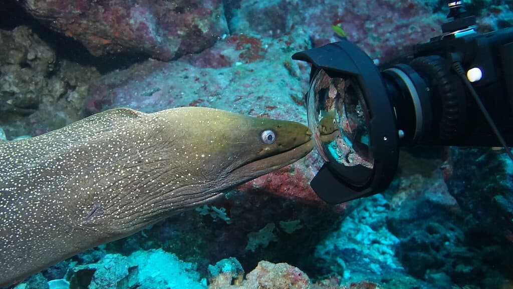 Speckled Moray in a marine aquarium