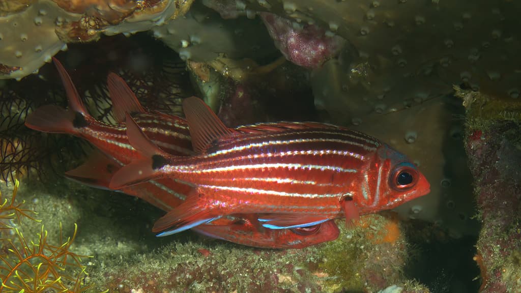 Speckled Squirrelfish in a marine aquarium