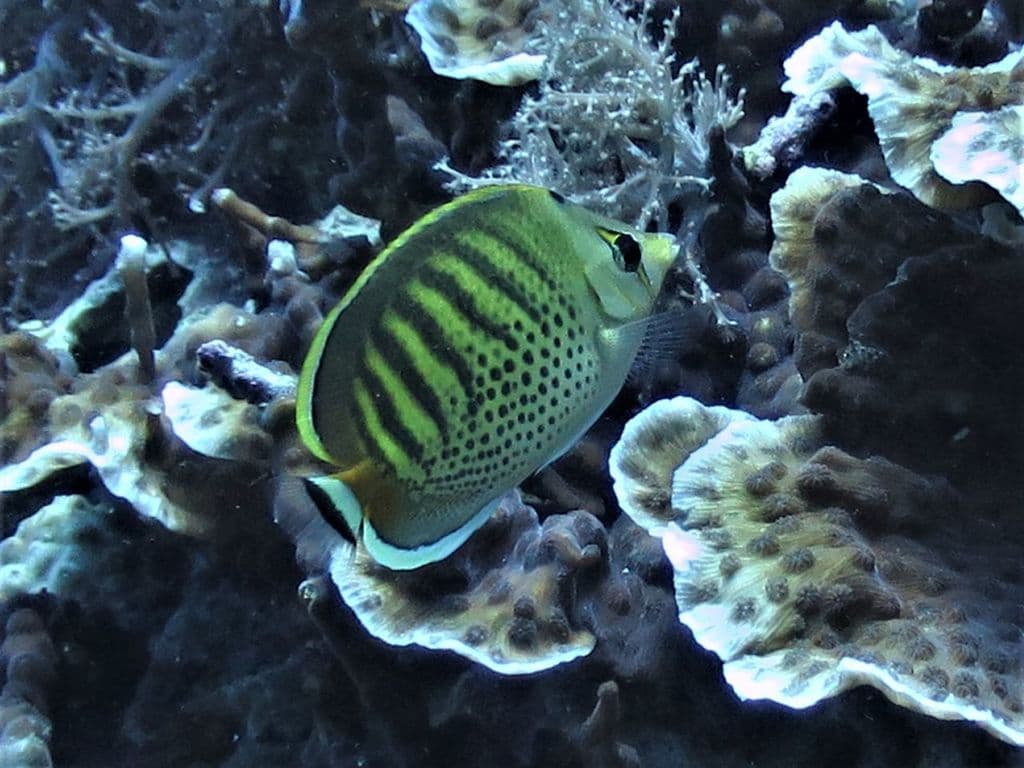 Spotband Butterflyfish in a marine aquarium